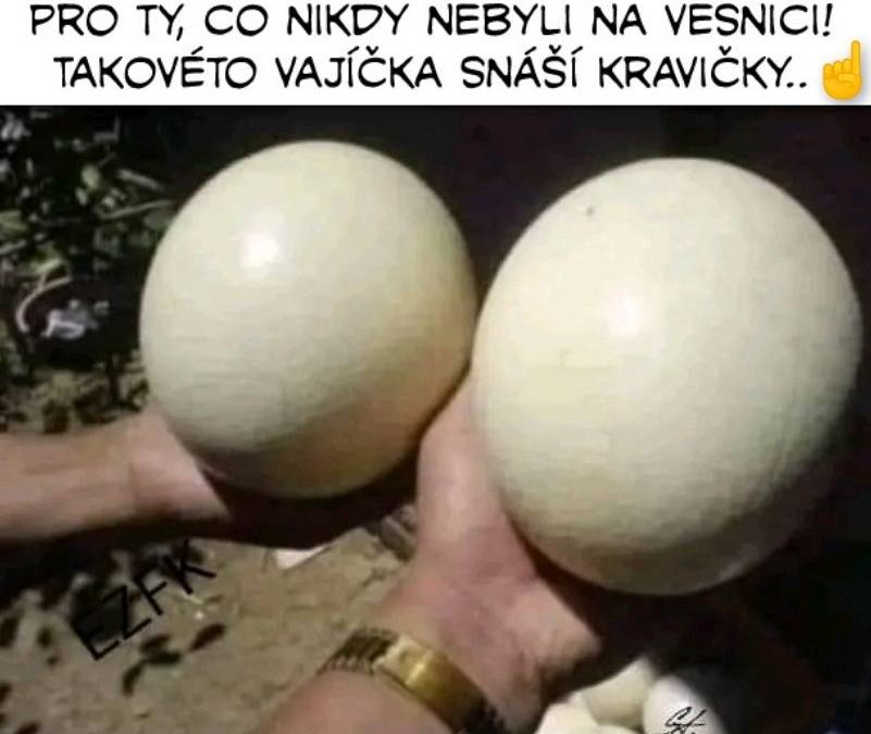 Vajíčka od krávy