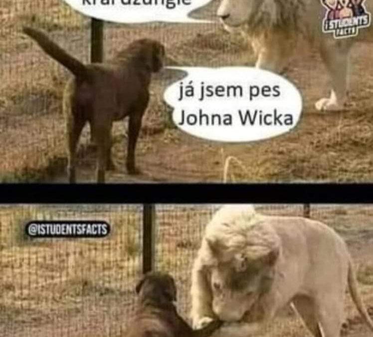 Já jsem král džungle